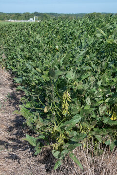 Soybeans Ready for Harvest in North Louisiana