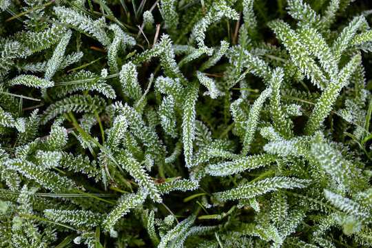 grass covered in frost. Stock Photo background