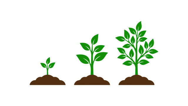 Plant growth stages vector illustration showing seedling development from sprout to tree