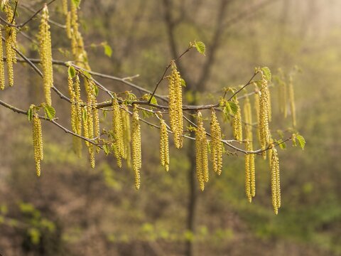 Golden Yellow Catkins Hanging from an Asian Beaked Hazel Tree