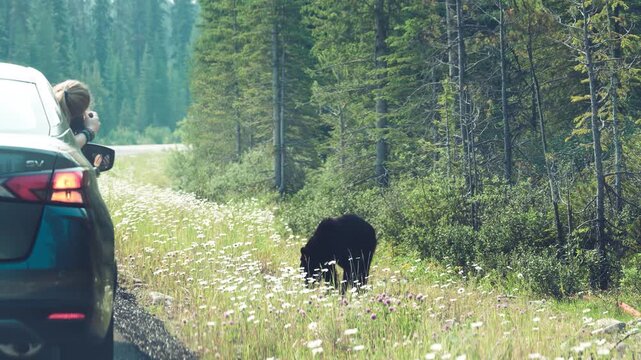 Powerful male grizzly bear portrait in Banff National Park
