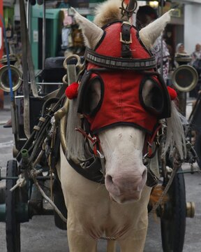 horse and carriage