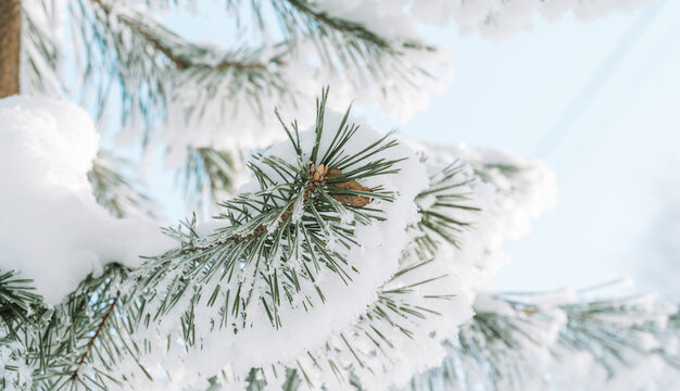 Frosted evergreen branches covered with fresh snow, peaceful Christmas nature scene.