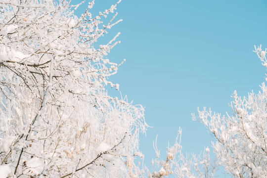 Snowy white trees framing blue sky, bright winter nature background.