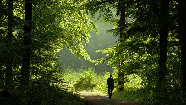 Man walking on a shadowy path in a scenic green forest in rain and sunshine. Inspiring beautiful weather in the woodlands. 