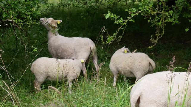 Young lamb suckling milk from its mother ewe
