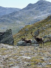 deer in the mountains © Hans