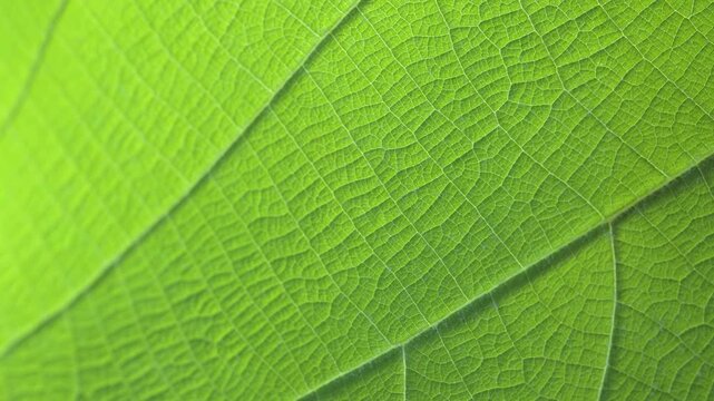 macro video revealing the intricate vein structure and texture of a green leaf, perfect for nature, ecology, and organic concept backgrounds.	