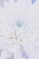 Obraz premium Macro closeup of a beautiful white chrysanthemum flower in full bloom, showcasing detailed delicate layered petals for a romantic floral background or natural wallpaper