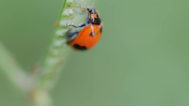 Close-up macro footage of a colorful ladybug (ladybird beetle) crawling on the tip of a grass blade in a natural garden setting.	