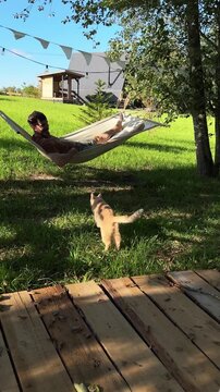 A man with a beard in a hammock with a garland of white flags play to a ginger cat during a light wind in the summer. Relaxation and unity with nature during serene rest