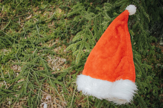 Orange Santa hat with white fur trim hanging on a green pine tree branch in a natural outdoor setting, surrounded by fallen leaves and grass