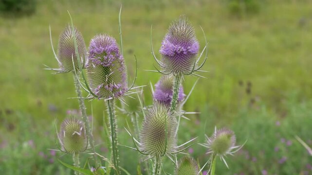Wild teasel purple flowers swaying in the wind