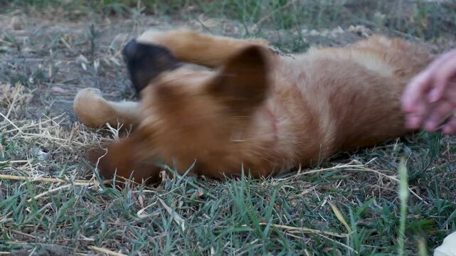 A dog enjoys a game of frisbee in a lush green grass field