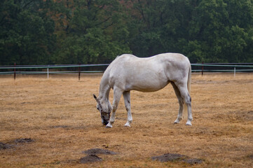 White horse grazes in a field during a cloudy day with damp grass and trees in the background © Ulrich