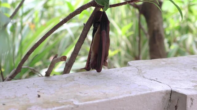 Small bat hanging upside down from a tree branch near a concrete wall in the garden