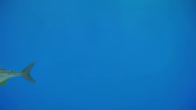 Small yellowtail fish swimming in blue water with cinematic motion and selective focus
