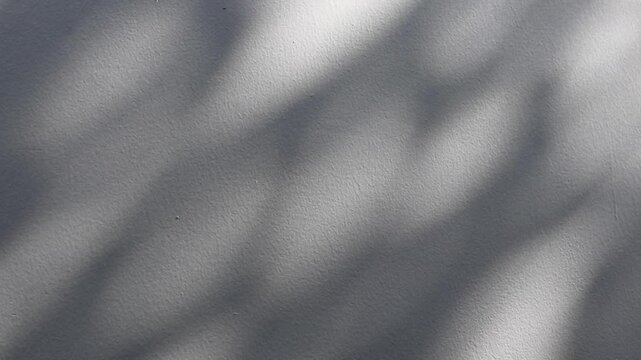 Abstract natural tree branch leaves shadow on white wall background