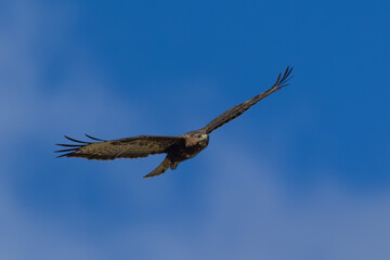 Fototapeta premium Águila calzada en la Sierra de Guadarrama