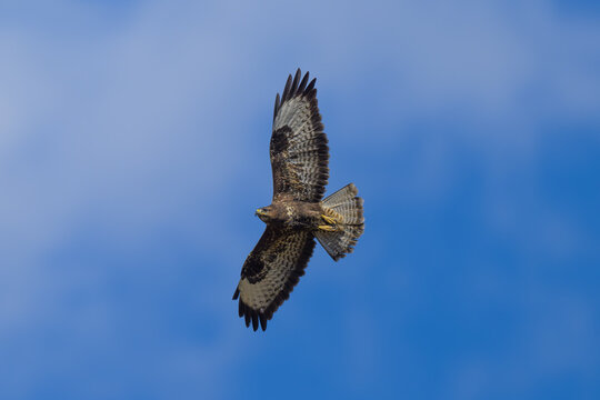 &Aacute;guila calzada en la Sierra de Guadarrama