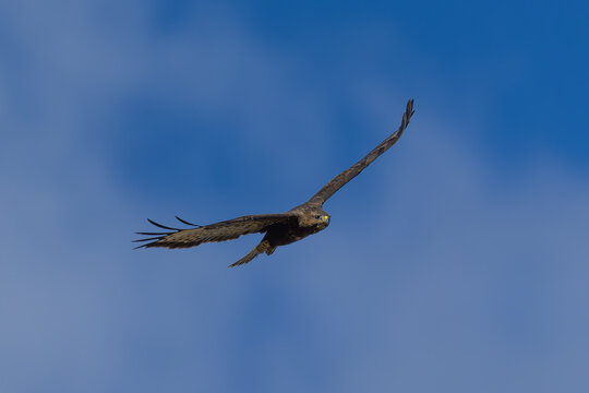 &Aacute;guila calzada en la Sierra de Guadarrama