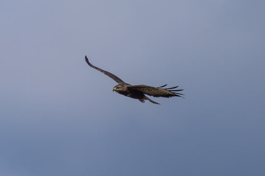&Aacute;guila calzada en la Sierra de Guadarrama