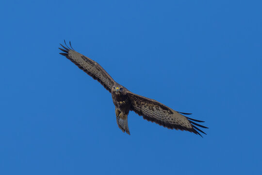 &Aacute;guila calzada en la Sierra de Guadarrama