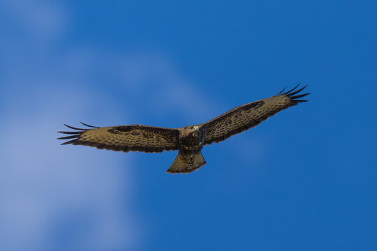 &Aacute;guila calzada en la Sierra de Guadarrama