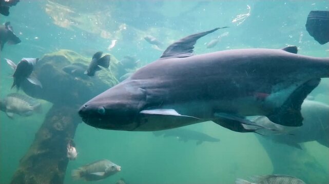 Close-up footage of a large Genghis Khan fish swimming past