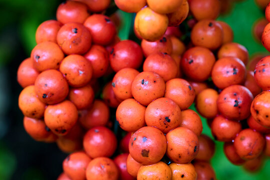 Lush cluster of vibrant red palm tree berries