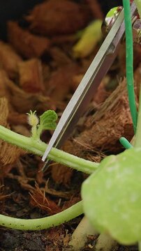 Close Up of Garden Scissors Pruning an Extra Side Shoot on a Melon Vine, Showing Plant Training for Better Growth And Fruit Development Vertical video.