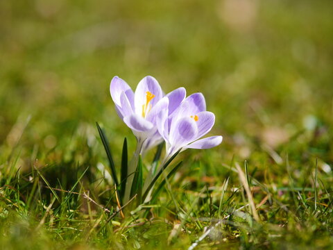 Single purple flower is in the grass