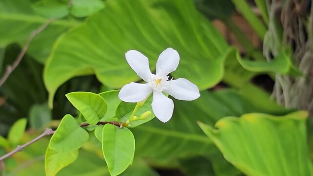 Wrightia antidysenterica flower blooming sway in the wind in garden.