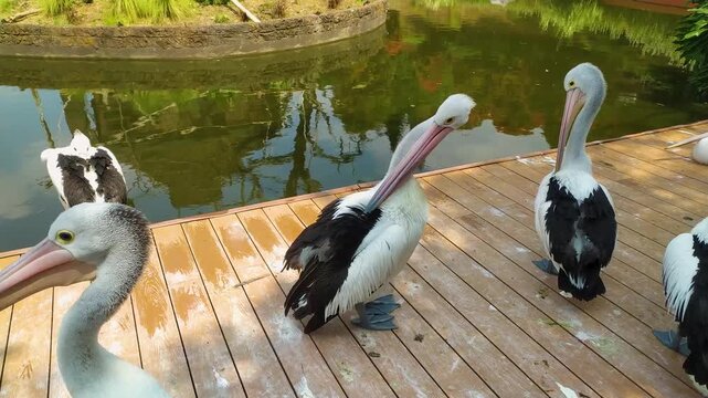Footage of a flock of pelicans preening their feathers at the edge of a pond