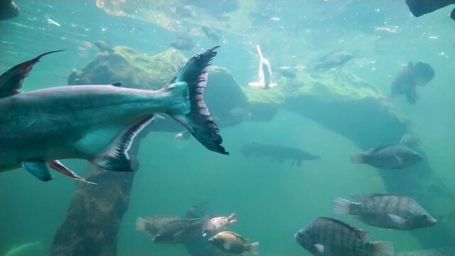 Footage of a large Genghis Khan fish swimming past inside a large aquarium