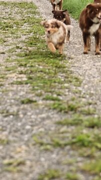 Small Australian shepherd pups run swiftly, Energetic puppies with sibling chase in bright outdoor setting