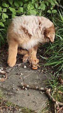 Brown and white dog is sniffing the ground