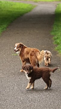Three dogs are walking down a path