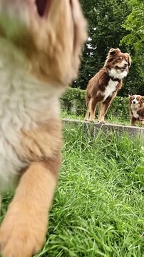 Brown and white dog is running on a sidewalk