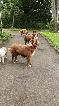 Dog group beneath leafy trees, Pet family relaxes together on wet path lined with trees in suburbia