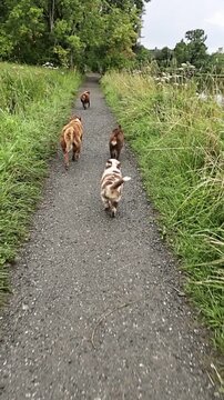 Group of dogs are walking down a path
