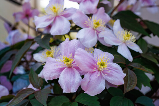 Close up of beautiful and very fragrant Clematis meyline flowers in the garden.