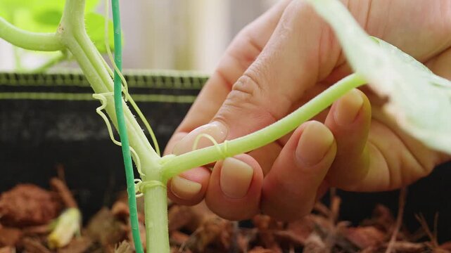 Close Up of Fingers Holding a Melon Side Vine for Inspection before Pruning, Showing Plant Training And Care during Growth Management