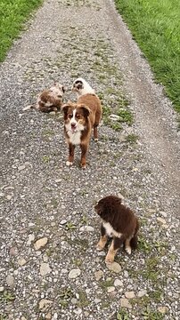 Charming scene of three playful aussie puppies with their mother on gravel pathway in farm setting