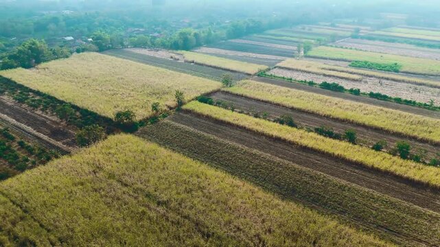 Stunning 4K drone view capturing local smallholder sugarcane plantations interspersed with pomelo citrus orchards in a rural agricultural landscape.