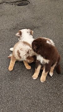 Dogs showing affection, Energetic young dogs cuddle and care for each other in damp outdoor setting