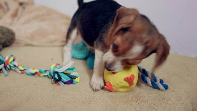 Cute tricolor beagle puppy with floppy ears playing with a yellow rubber chicken and colorful rope toys on a soft blanket, showing its playful and curious nature in a cozy indoor setting