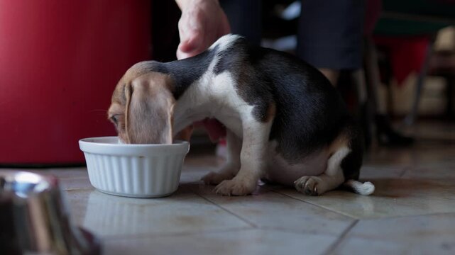 Very young, tricolor beagle puppy with long, floppy ears sitting on the tiled floor and eating or drinking from a small white ceramic bowl while its elderly owner pets its back