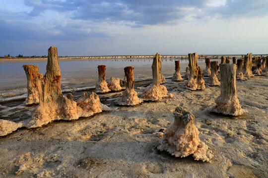 old wooden posts encrusted with salt in a shallow lake at sunset