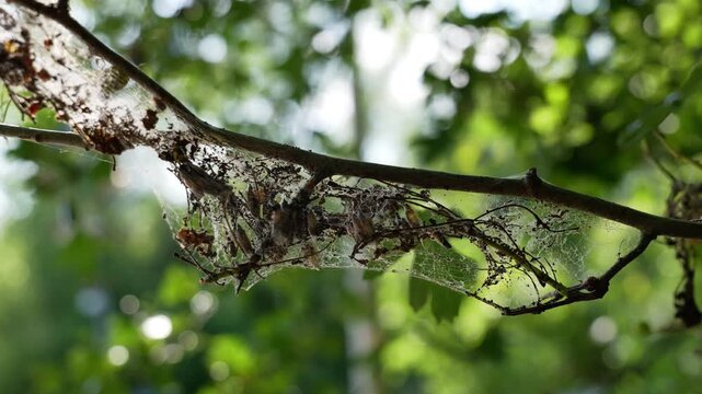 Caterpillar nest of ermine moths in a silken web